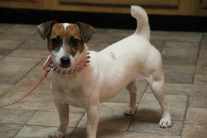 Female Jack Russell Terrier