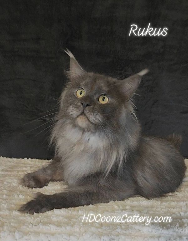 A majestic gray Maine Coon cat named Rukus lying on a soft surface.