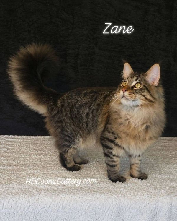 A fluffy tabby cat named Zane with bright eyes and a bushy tail.