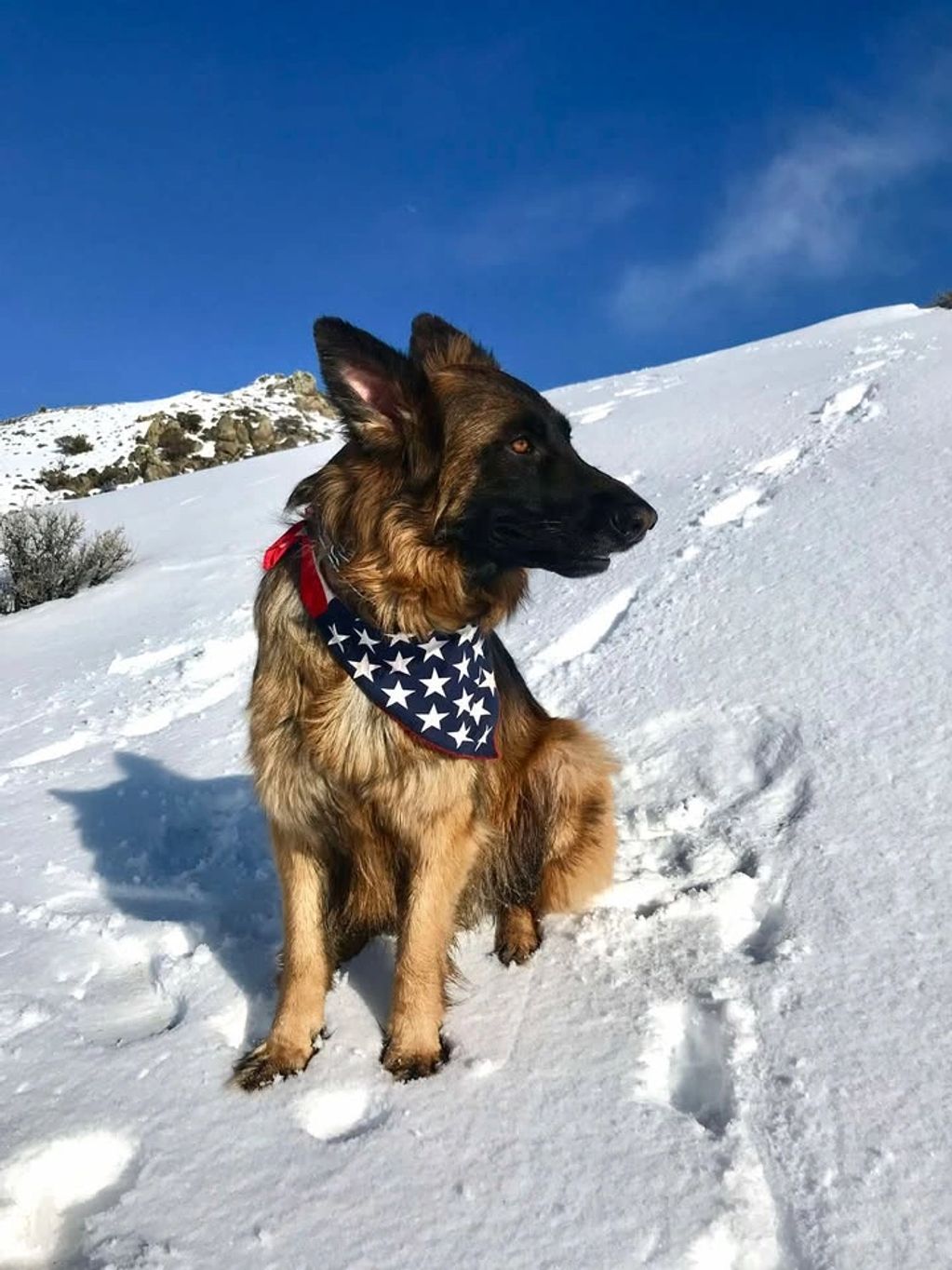 German Shepherd wearing an American flag bandana in the snow.