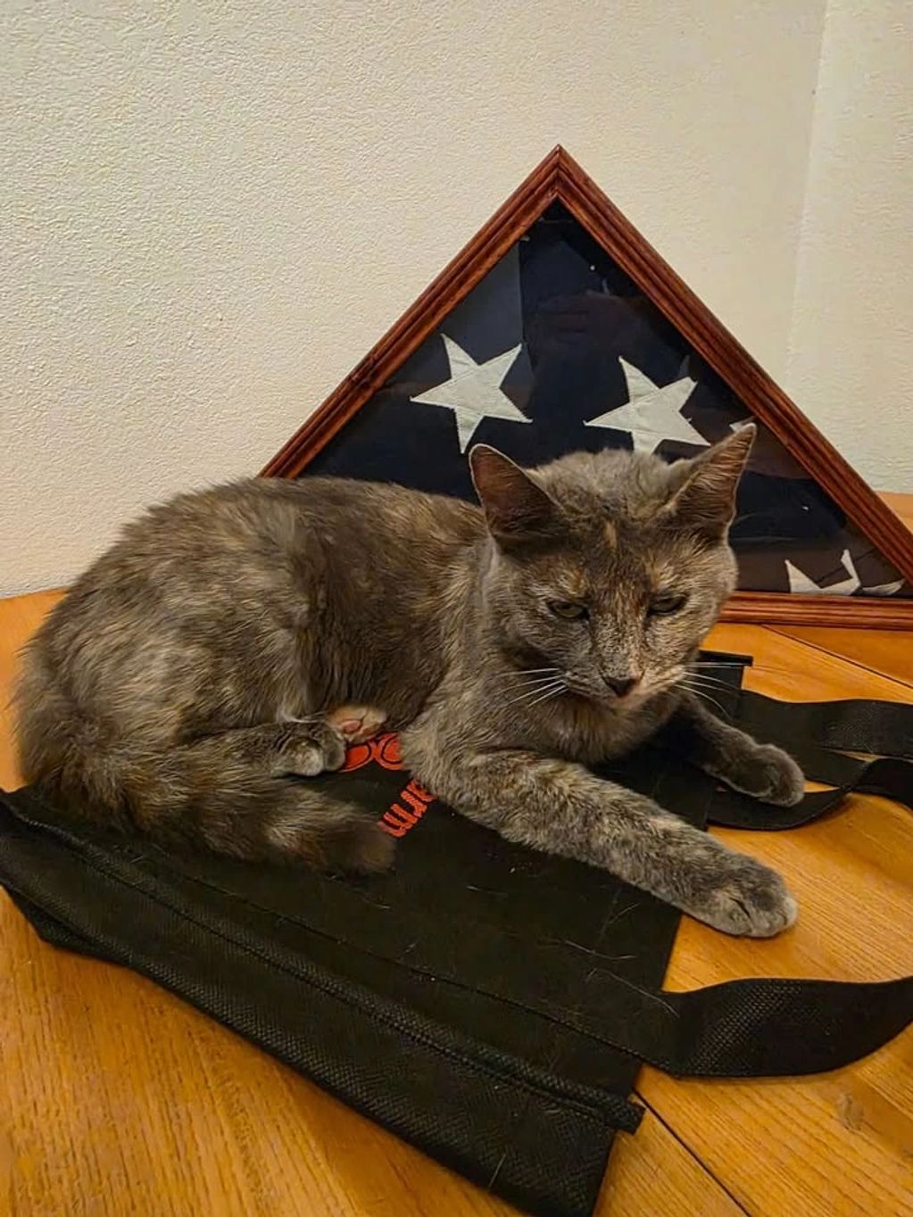 Cat lying on a black bag with a folded American flag behind.