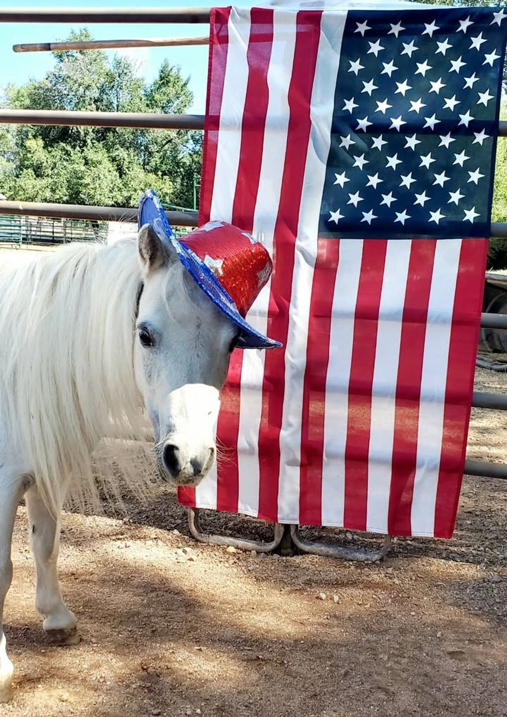 White horse with patriotic hat next to an American flag.