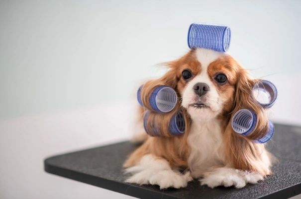 what is included in a full dog groom