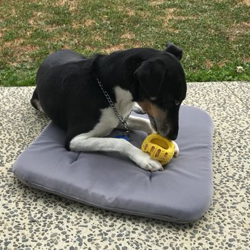 Photo of Keven the dog focussed on a ball.