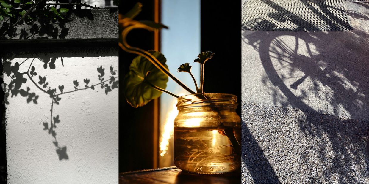 Three artistic shadow and light photos featuring plants and a bicycle wheel.