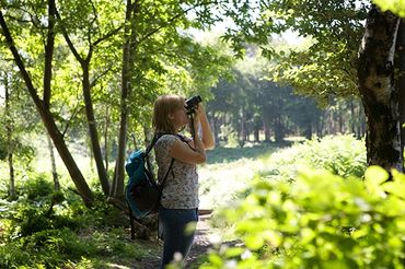A woman with a backpack using binoculars in a sunlit forest.