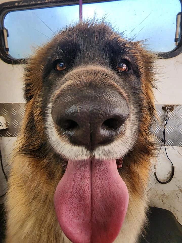 Professional Dog Wash and Grooming Services