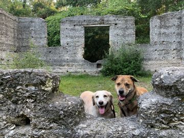 Brickle and Digby, two wonderful pups, posing at the McIntosh Sugar Mill Tabby Ruins.