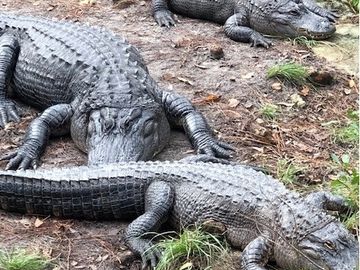 Wildlife at Okefenokee National Wildlife Refuge in Folkston