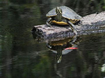 Turtle on a branch at Okefenokee Swamp Adventures in Folkston 