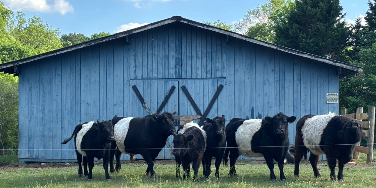 A group of Belted Galloway cows standing in front of a blue barn.