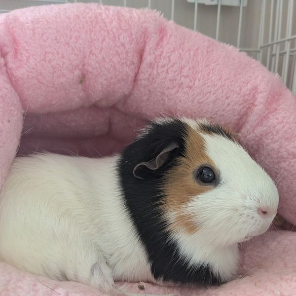 Tri color guinea pig laying in a pink fluffy bed