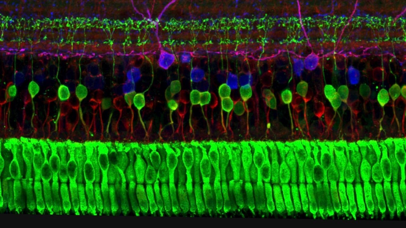 Retina photoreceptors 