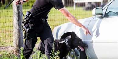A police dog doing detection