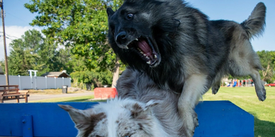 A belgian shepherd attacking an australian shepherd