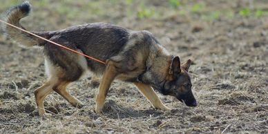A German Shepherd tracking