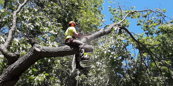 Tree climber in action. 