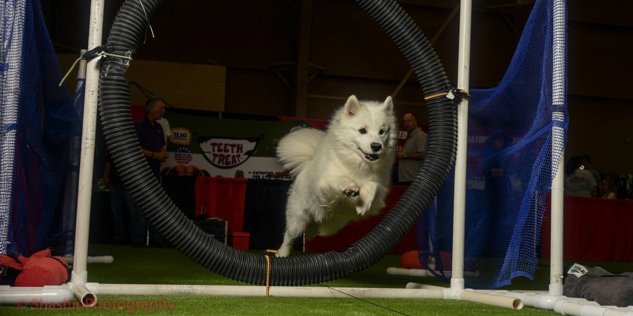 Dogs absolutely LOVE lure coursing!  Most all dogs love the thrill of the chase.  It does not matter