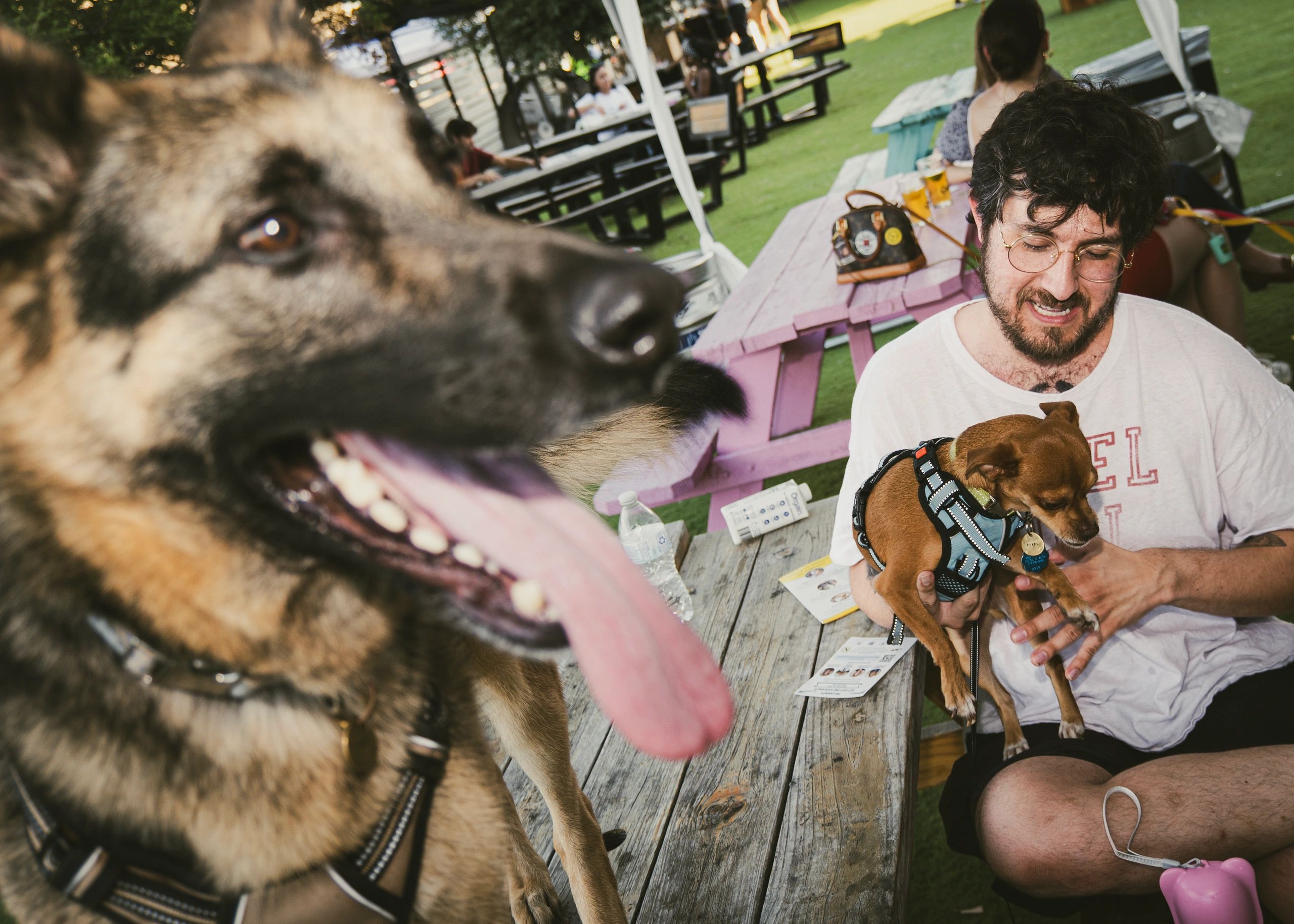 Man holding a small dog with a large dog in the foreground.