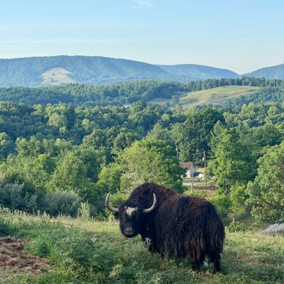A bison stands in a green field with hills in the background.