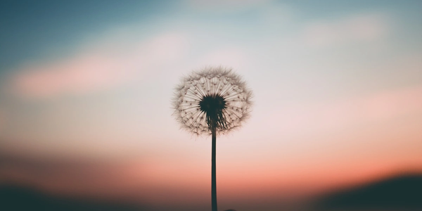 Dandelion against a colorful sunset sky.
