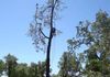 Pine Tree Removal, Cobb CA