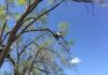 Pruning Elm Trees, Reno NV