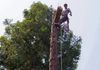 Redwood Tree Removal, Folsom CA