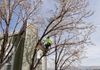 Pruning Flowering Pear Trees, Reno NV