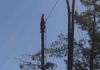 Pine Tree Removals with Rigging, Sonoma CA