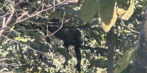 A black monkey partially hidden among dense green foliage.
