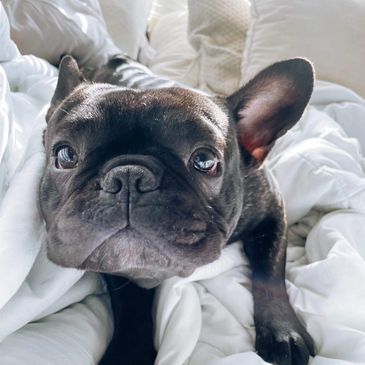 Adorable French Bulldog