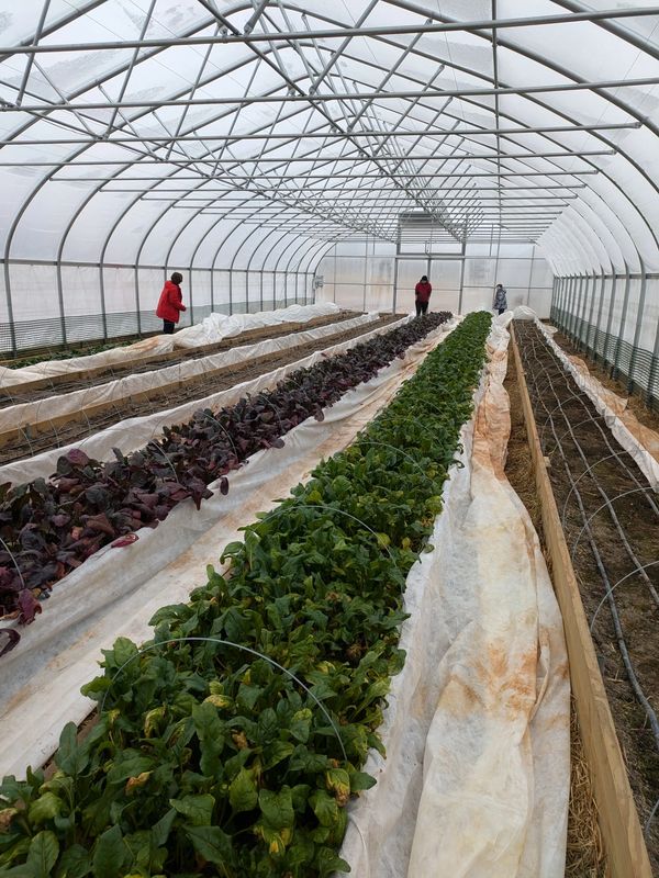 the inside of an agricultural high tunnel with hoops and winter shrouds pulled back on 5 raised beds