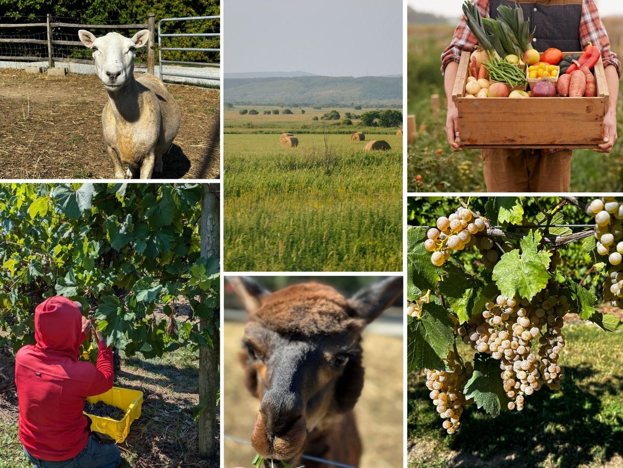Collage of farm pictures with grapes on the vine, a llama, a goat, a farm worker, and fresh produce