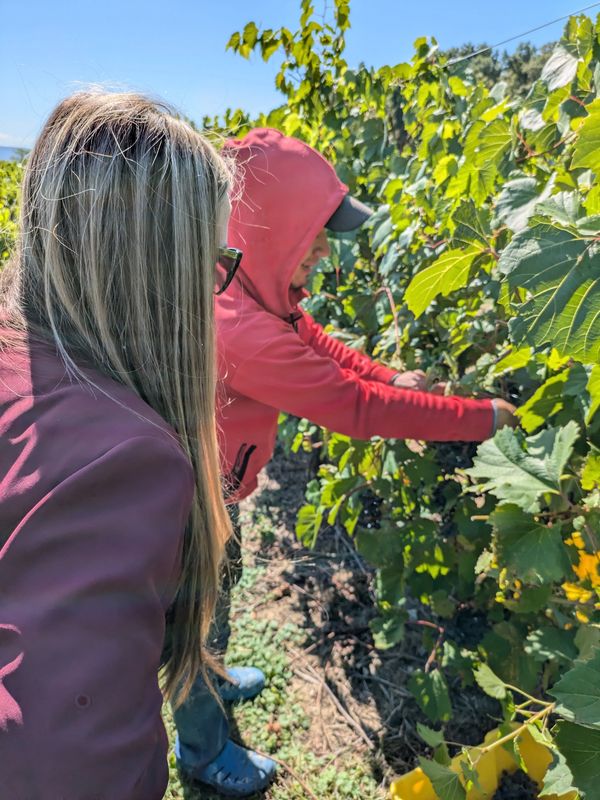 Kristal is looking over the shoulder of a farm worker who is showing her how to harvest grapes.