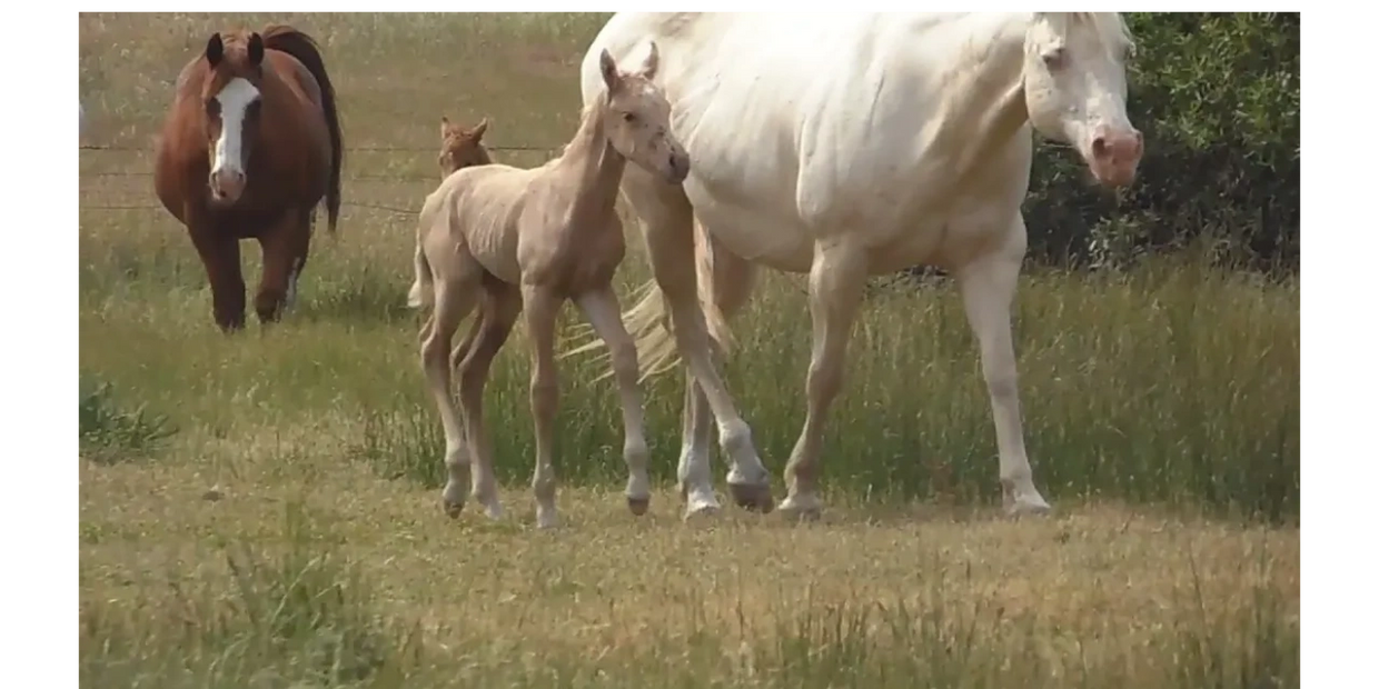 2013 GoldNRose Foal Crop Double Gold Perlino mare IMA Impressive Taboo with filly Hollywood GoldNMoo