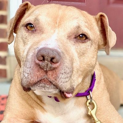 Dogs in need of foster Dogs in need of foster