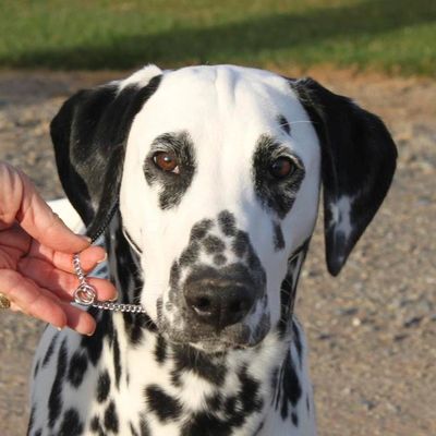 Canine Health - Dottie's Dalmations