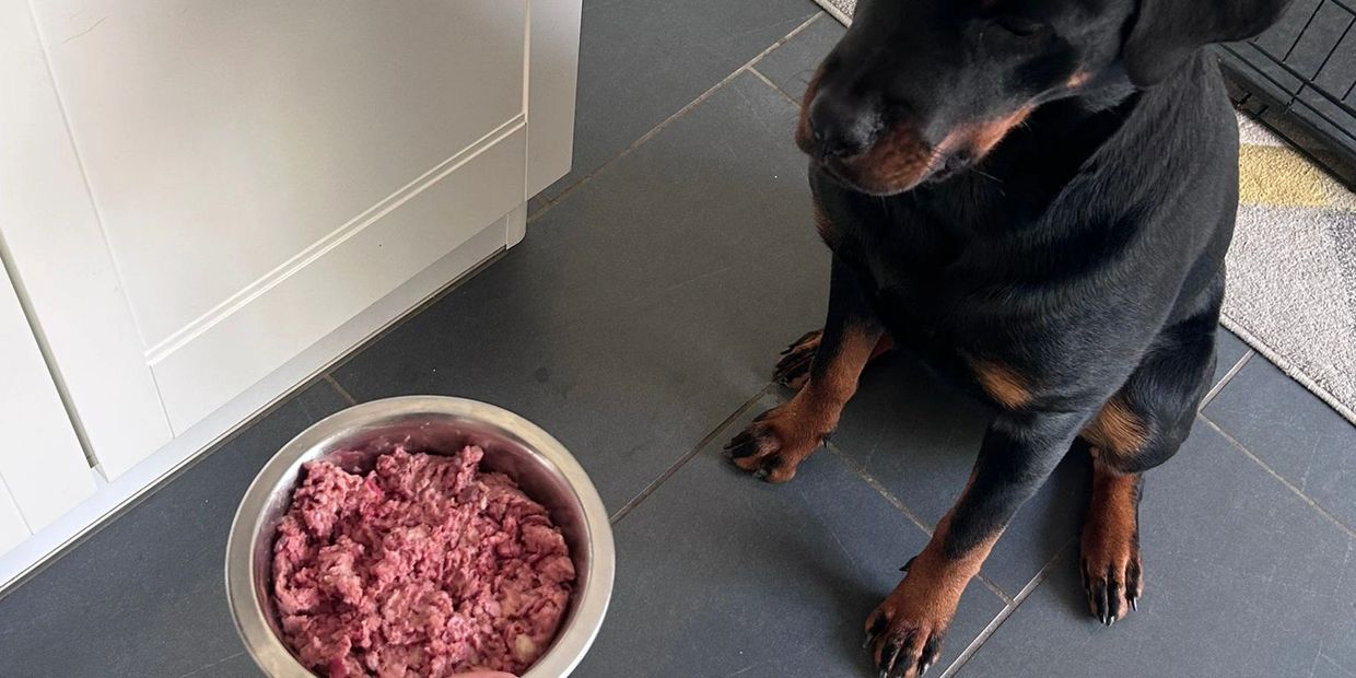 dog near food
