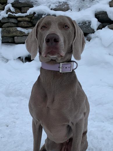 Dog With handmade BioThane Collar