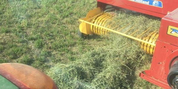 Quality hay 