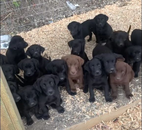 20 Puppies waiting at an open gate.