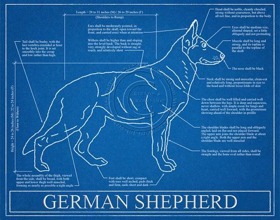 german shepherd teeth chart