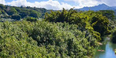 Lush green forest with river and mountains in the background.