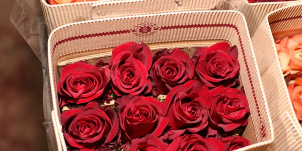 Red roses arranged in a striped rectangular box