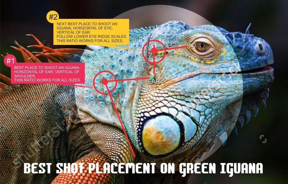 Hunting green iguana with airguns, best shot placement 