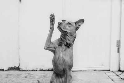 dog sitting with paw raised. Photo by Camylla Battani on Unsplash