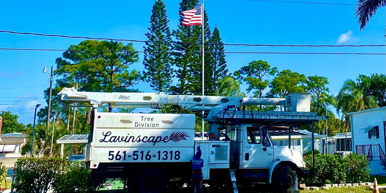 Bucket truck getting ready to remove palm trees.