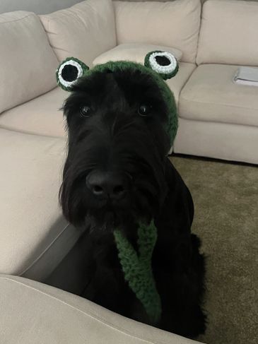 Photo of a black giant schnauzer wearing a frog hat , looking innocently at the camera