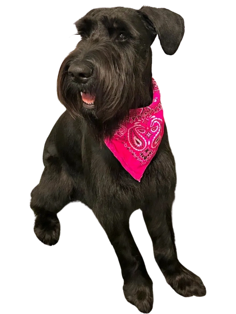 phot of freshly groomed giant schnauzer at the woof grooming in dumfries va